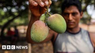How do you modernise mango farming?