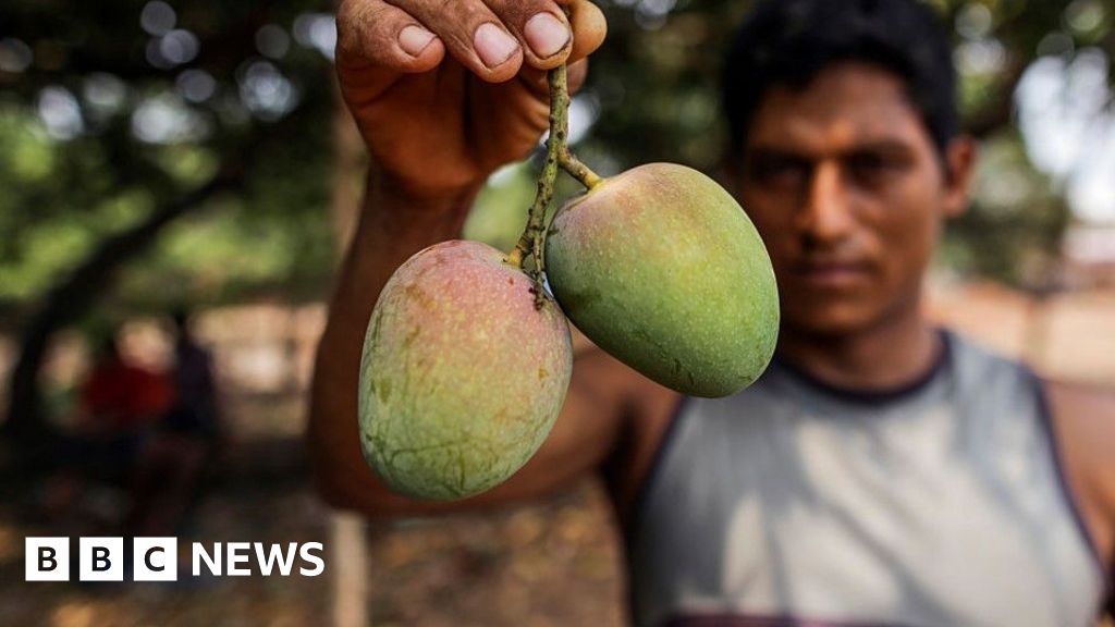How do you modernise mango farming?